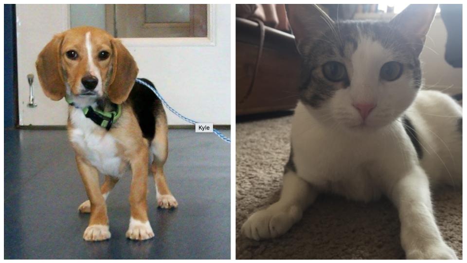 Pet of the Week - Kyle & Basil