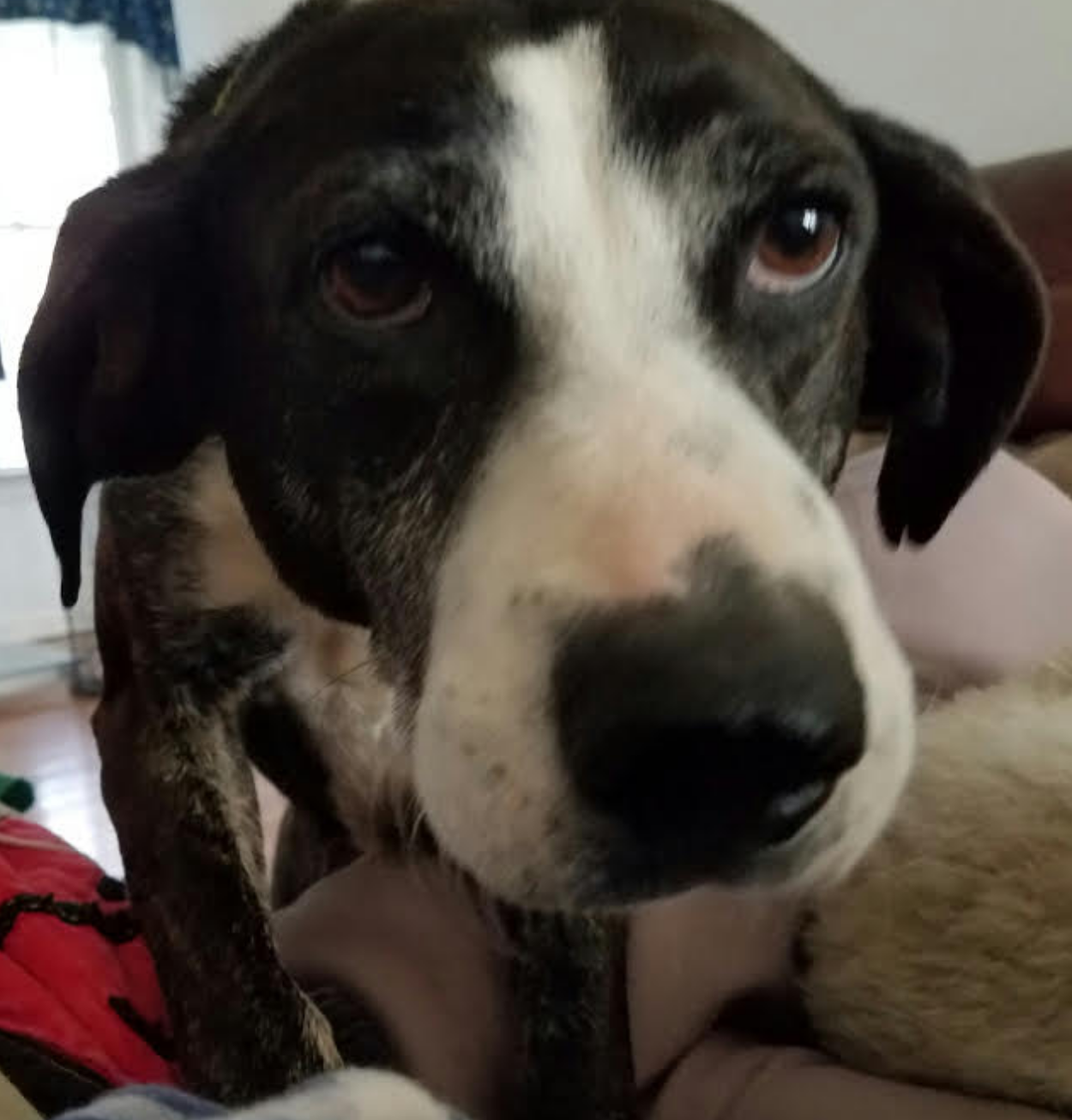 Pet of the Week - Sue