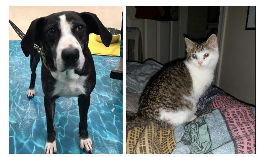 Pets Of The Week: Littles & Sue