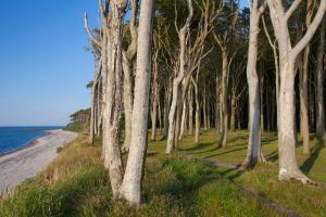 Beech trees