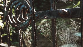 Creepy Spiderwebs Halloween