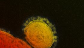Previously Known Strains Of Coronavirus
