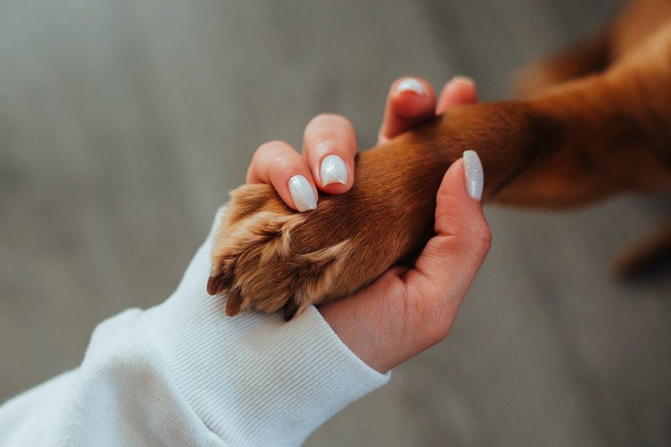 Pet cremations rising as families Cherish pets even more